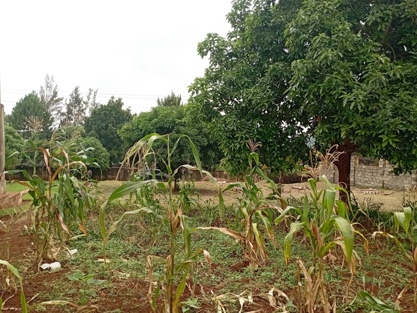 Residential land for sale in Bwebajja Wakiso Uganda