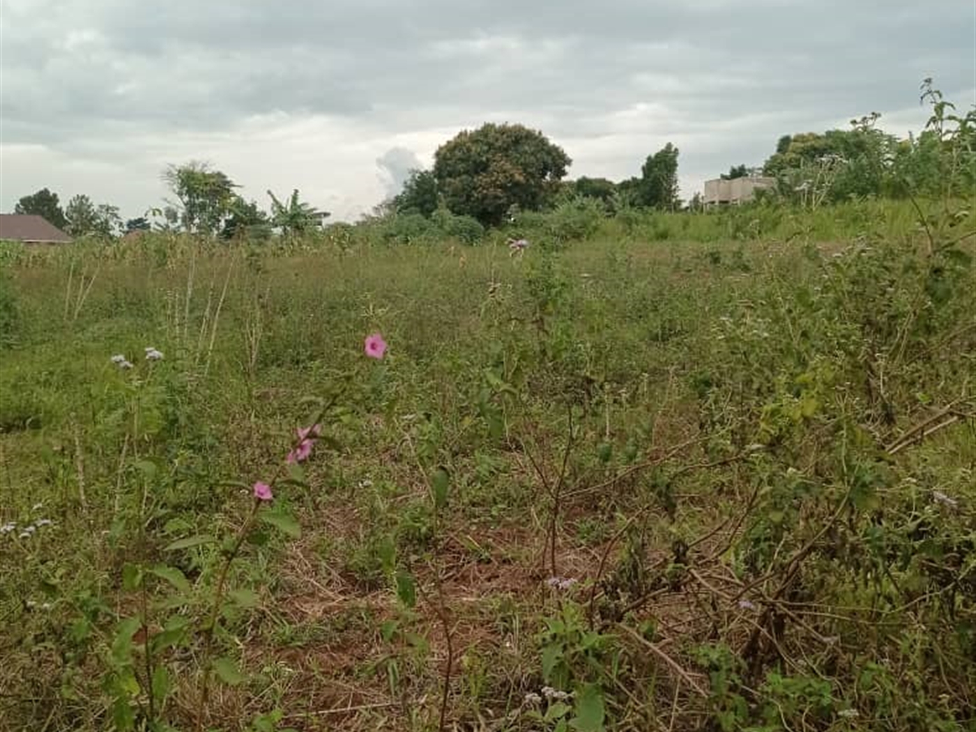 Residential land for sale in Nsaggu Wakiso Uganda