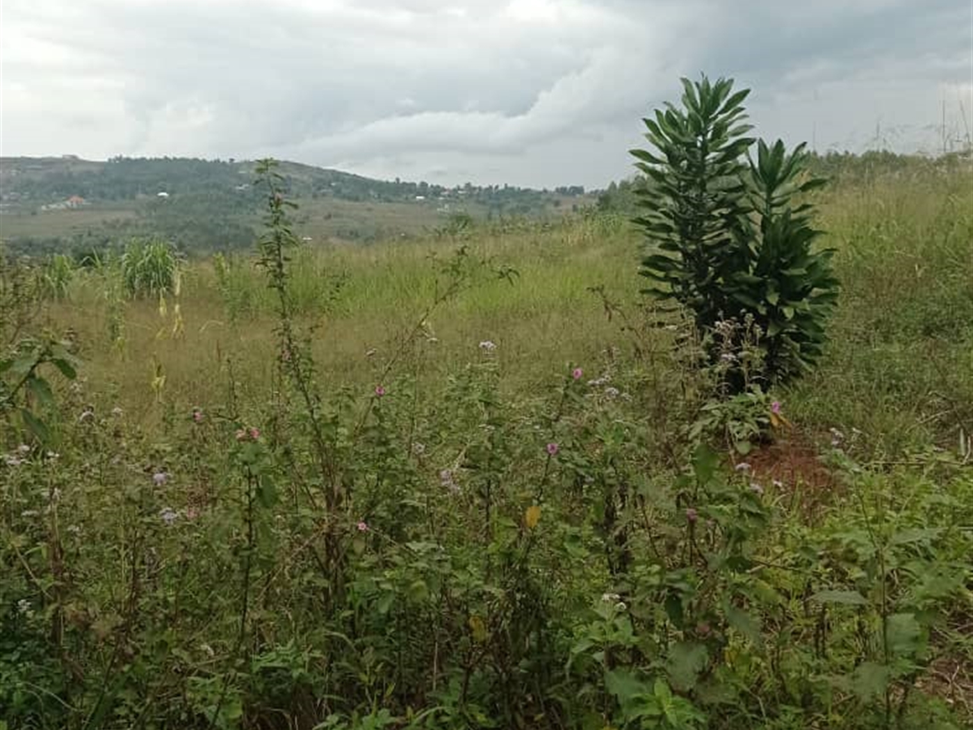 Residential land for sale in Nsaggu Wakiso Uganda