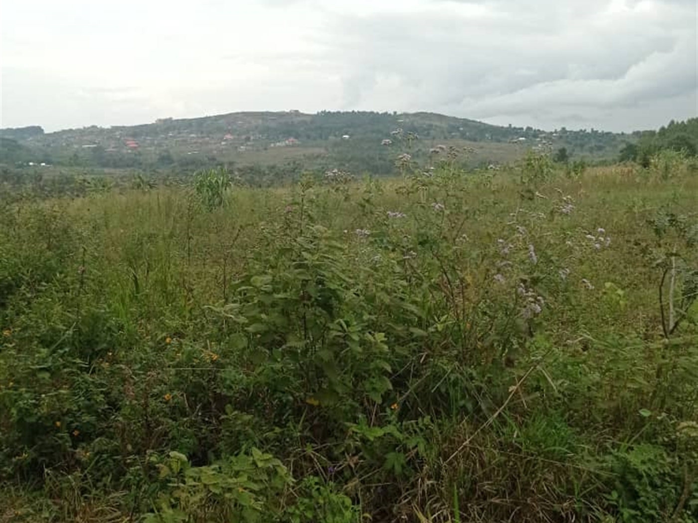 Residential land for sale in Nsaggu Wakiso Uganda