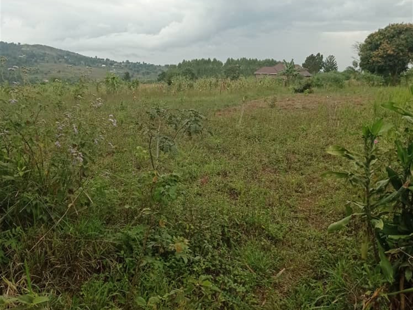 Residential land for sale in Nsaggu Wakiso Uganda