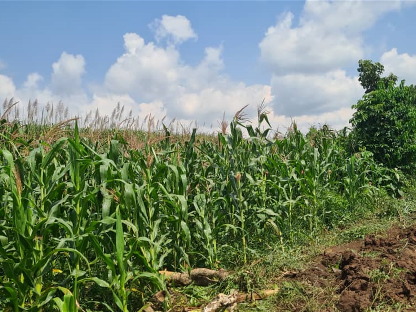 Residential land for sale in Najjembe Jinja Uganda