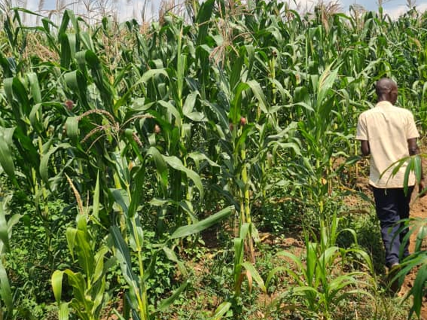 Residential land for sale in Najjembe Jinja Uganda