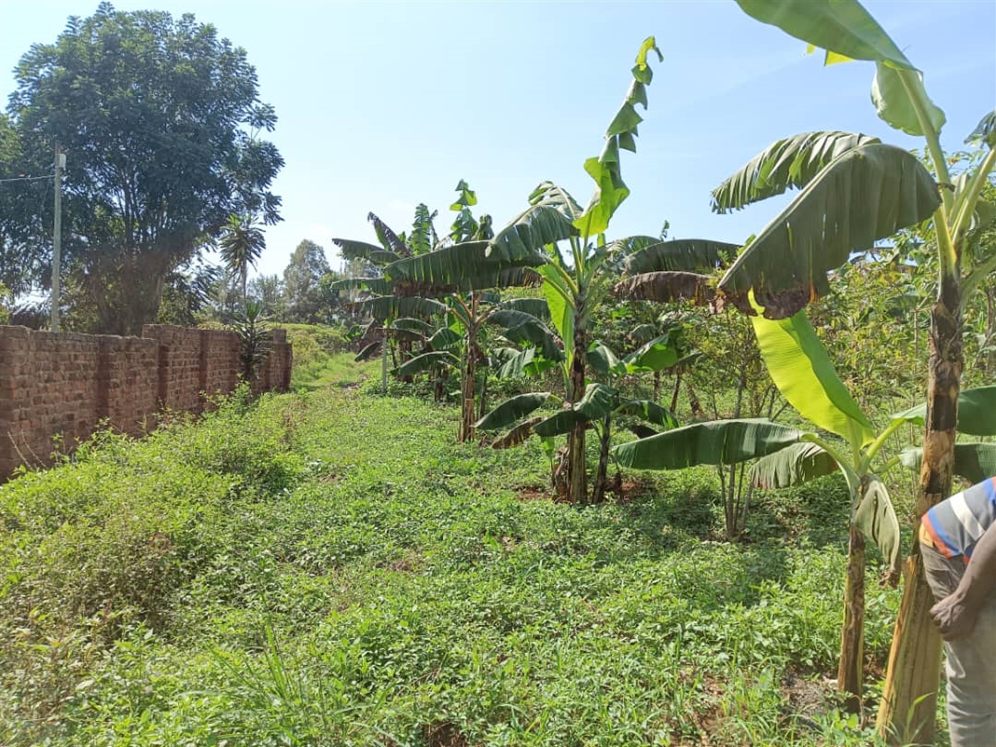 Residential land for sale in Nakisunga Mukono Uganda