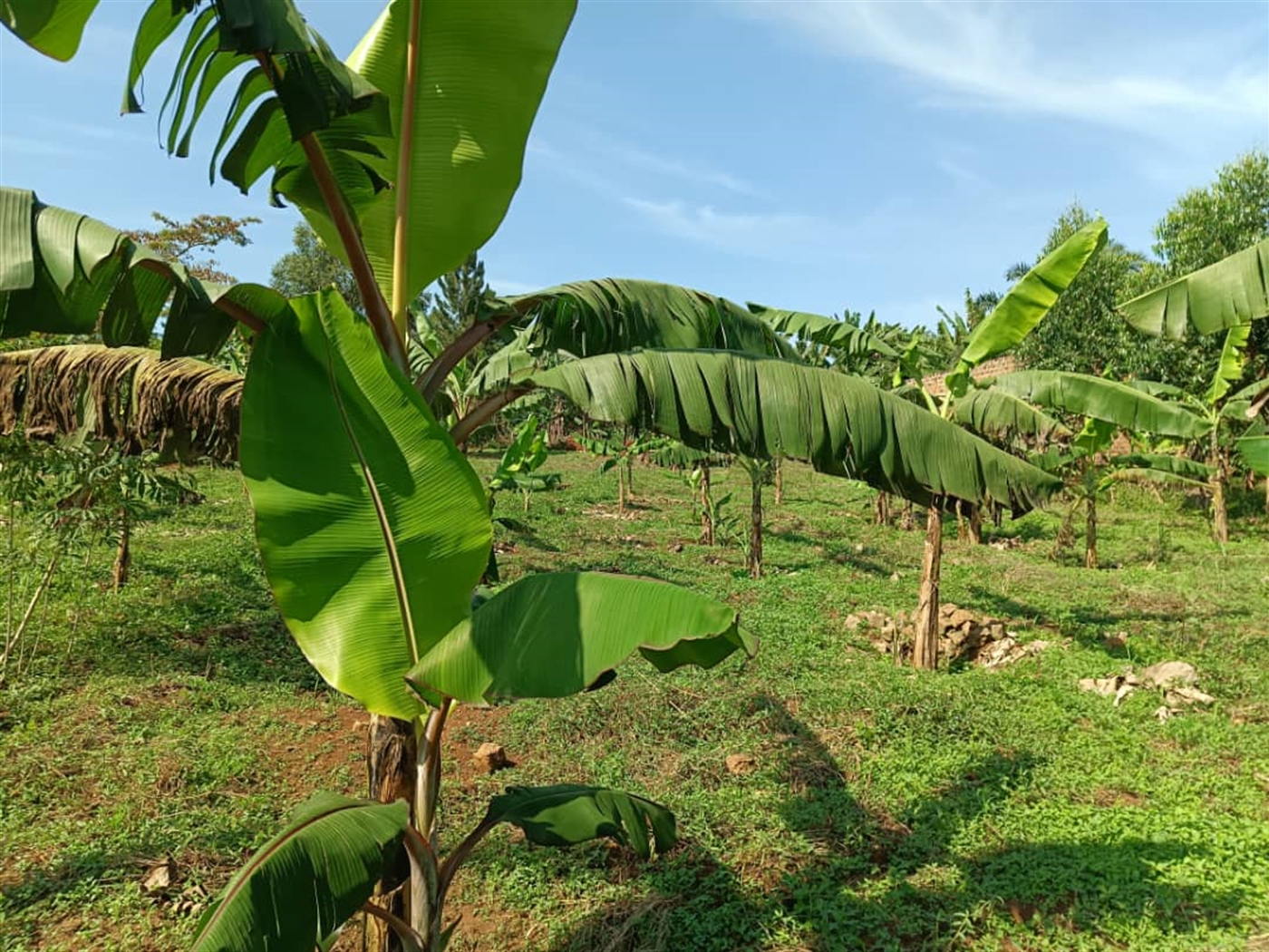 Residential land for sale in Nakisunga Mukono Uganda