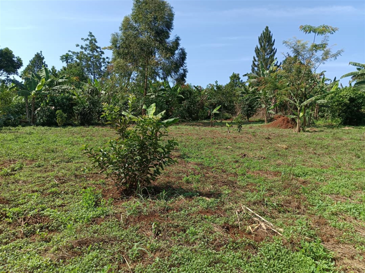 Residential land for sale in Nakisunga Mukono Uganda