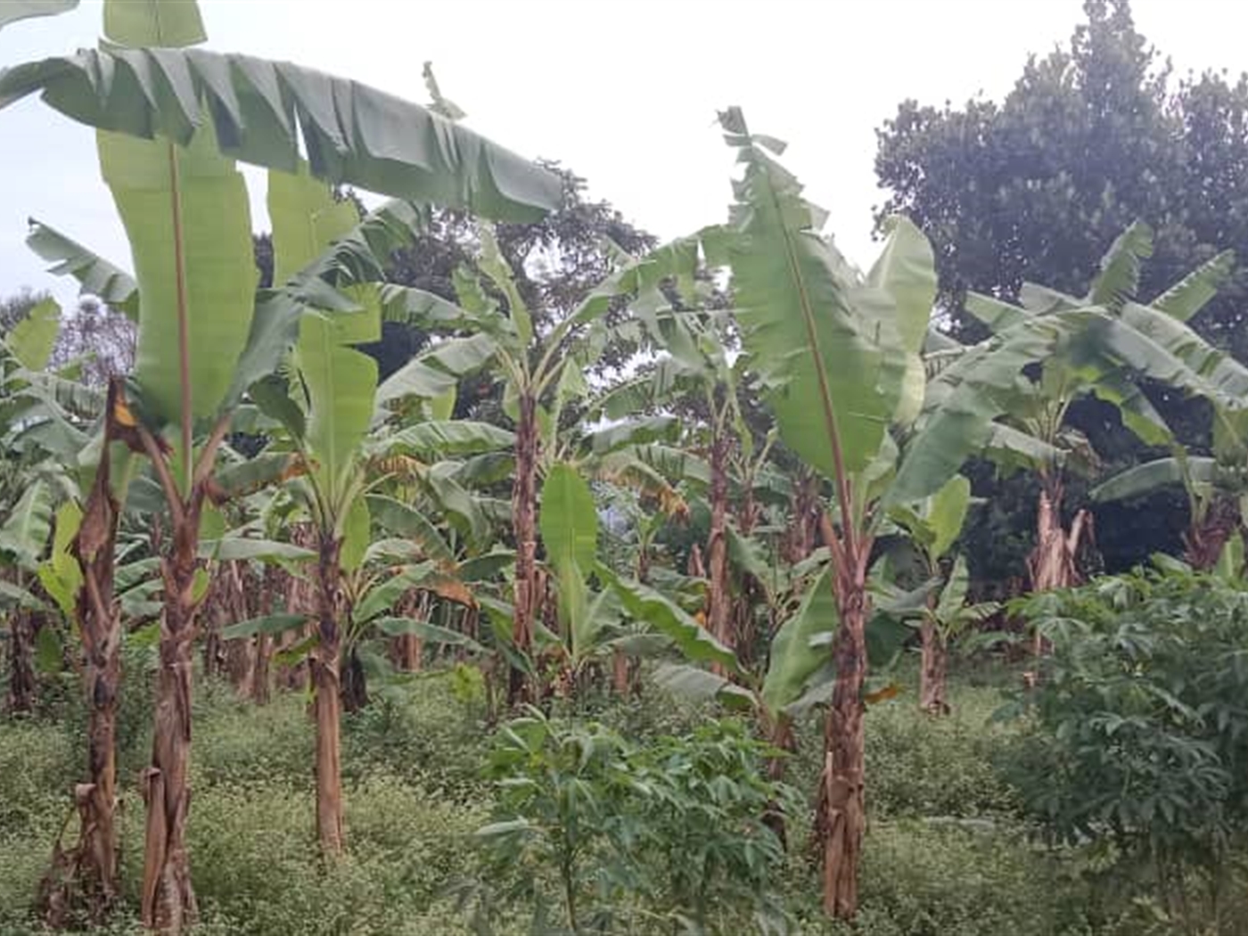 Residential land for sale in Kawempe Kampala Uganda