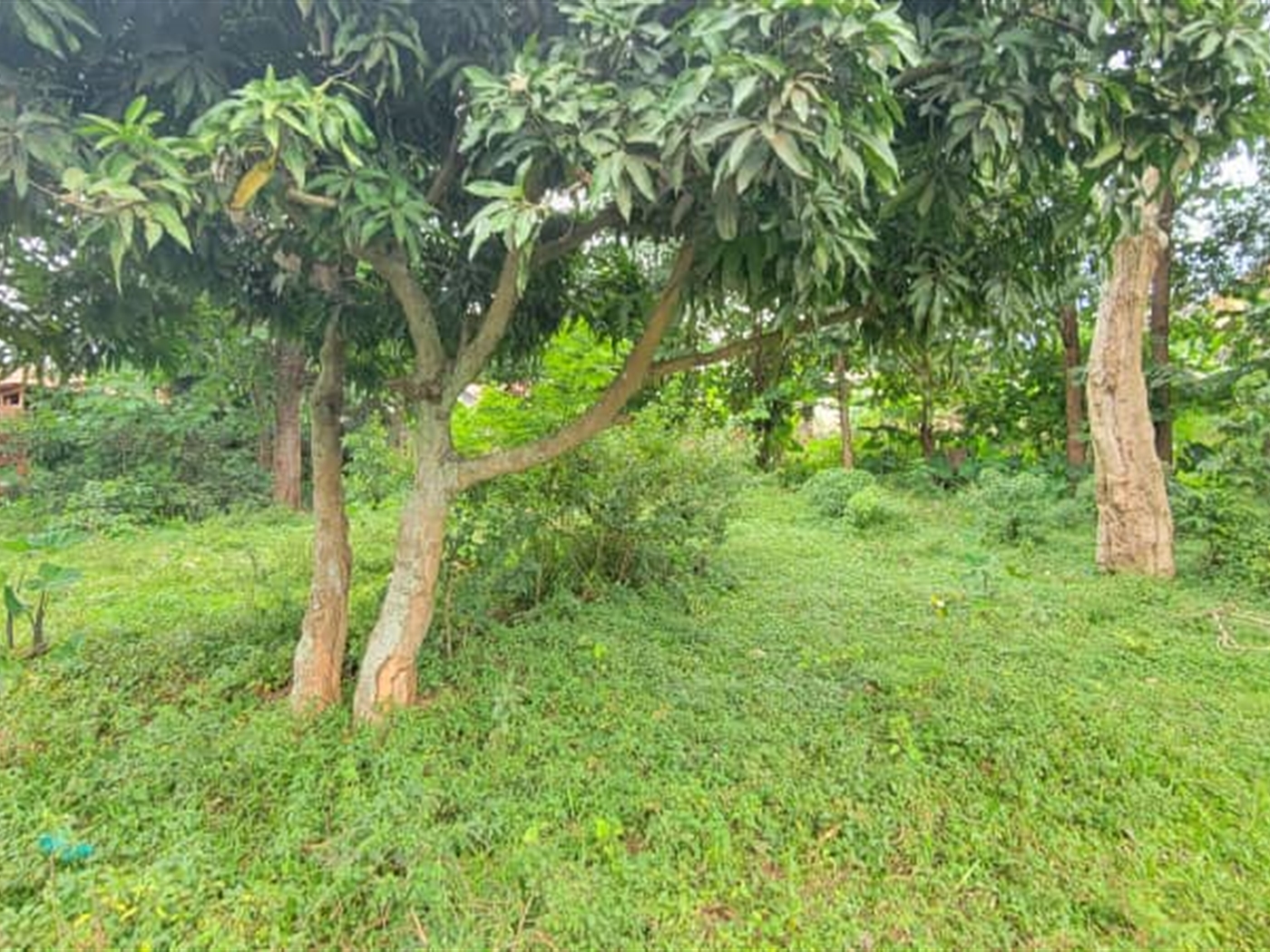 Residential land for sale in Kiwaatule Kampala Uganda