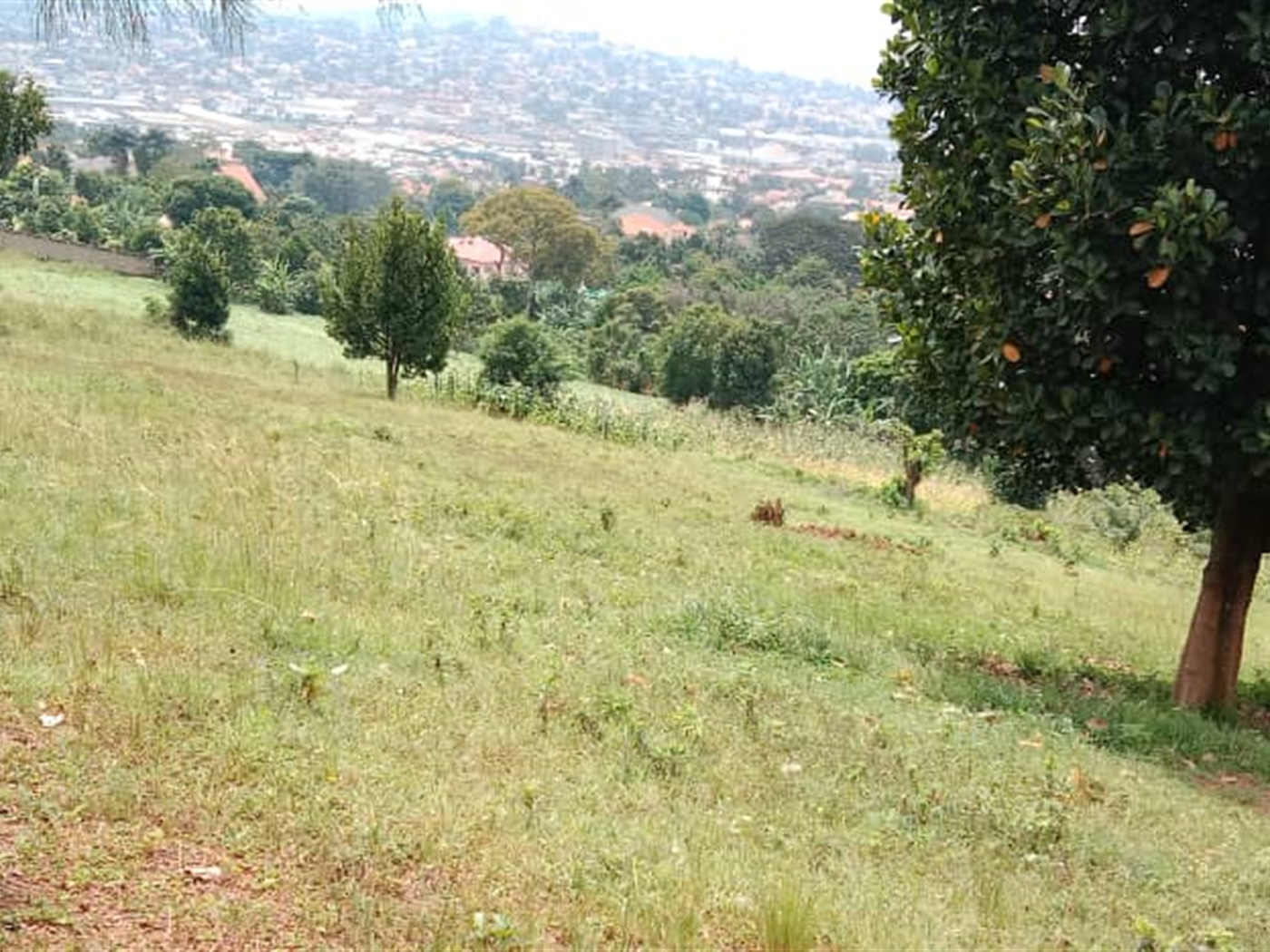 Residential land for sale in Mutundwe Wakiso Uganda