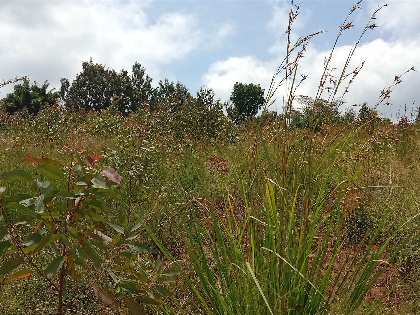 Residential land for sale in Maya Mpigi Uganda