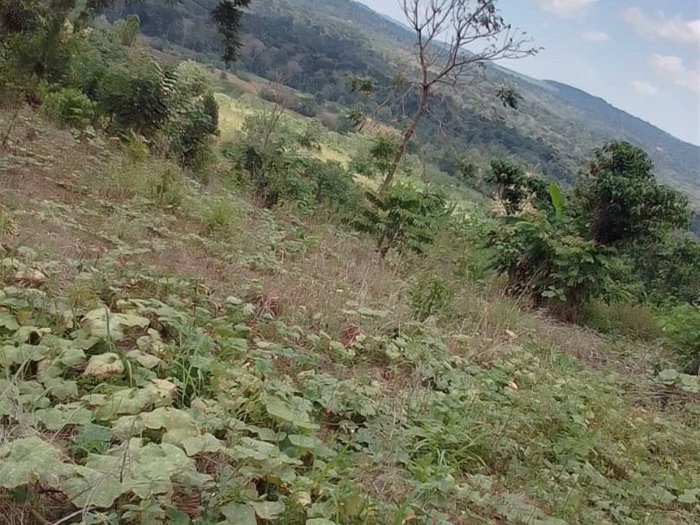 Residential land for sale in Mabira Jinja Uganda