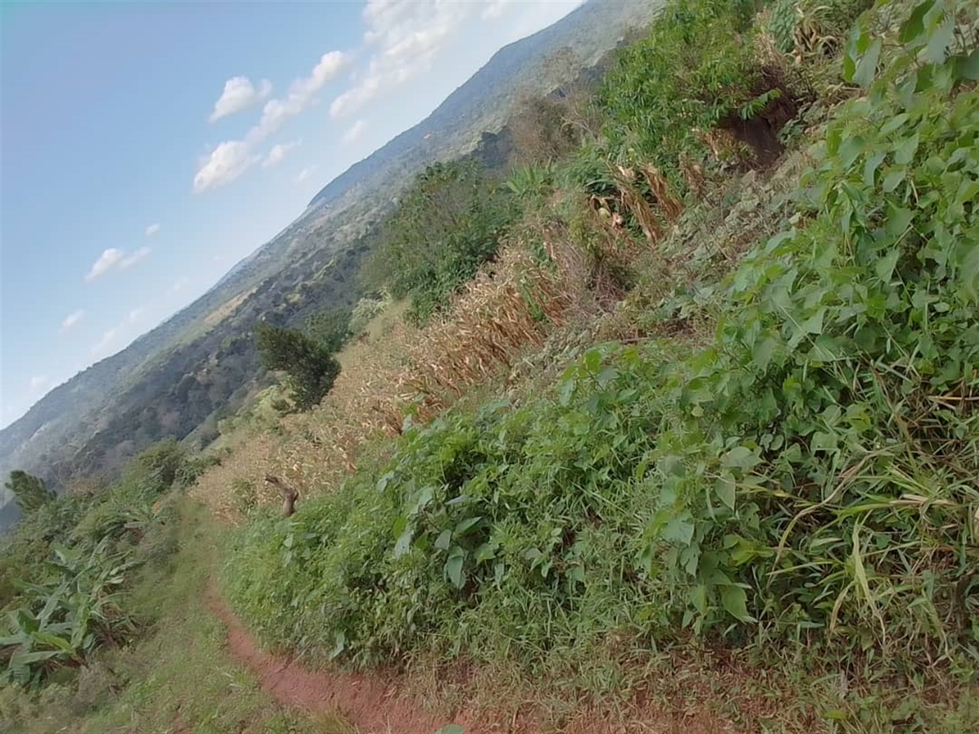 Residential land for sale in Mabira Jinja Uganda