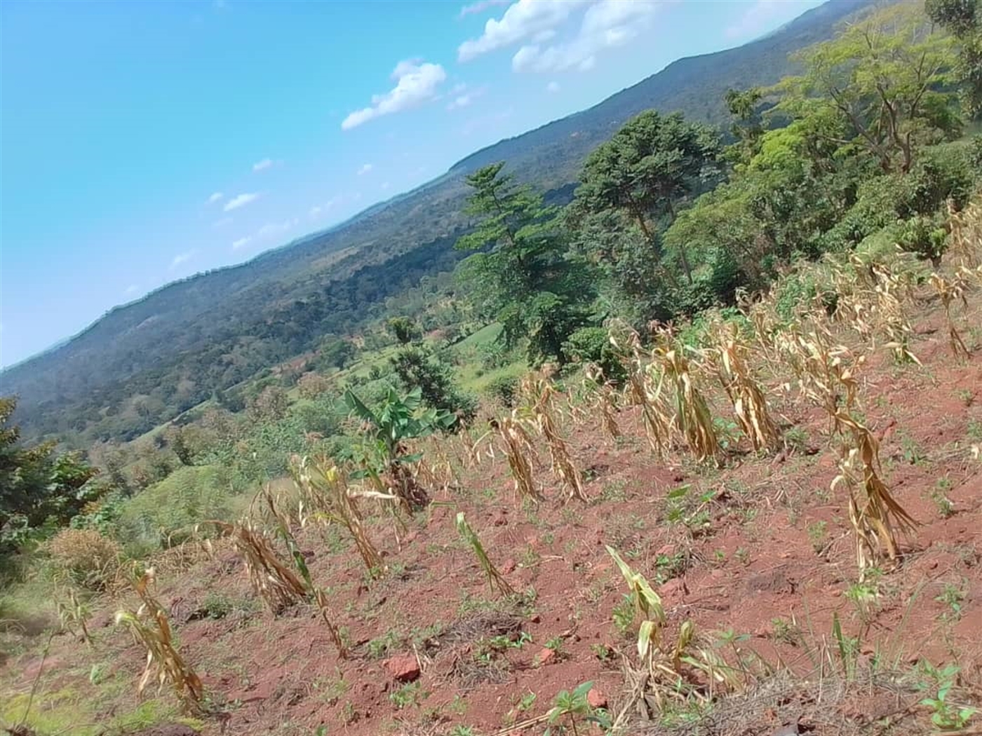 Residential land for sale in Mabira Jinja Uganda