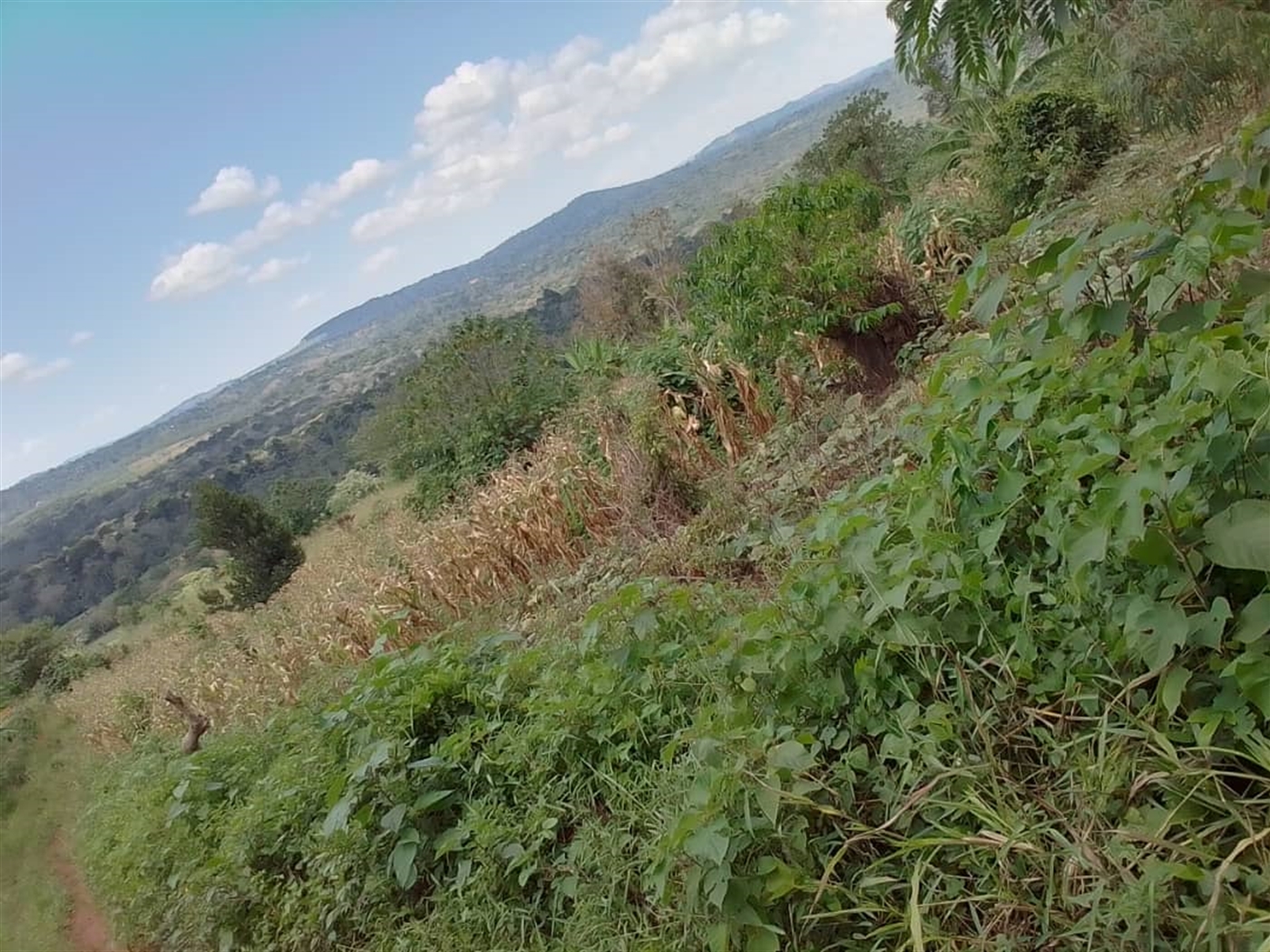 Residential land for sale in Mabira Jinja Uganda