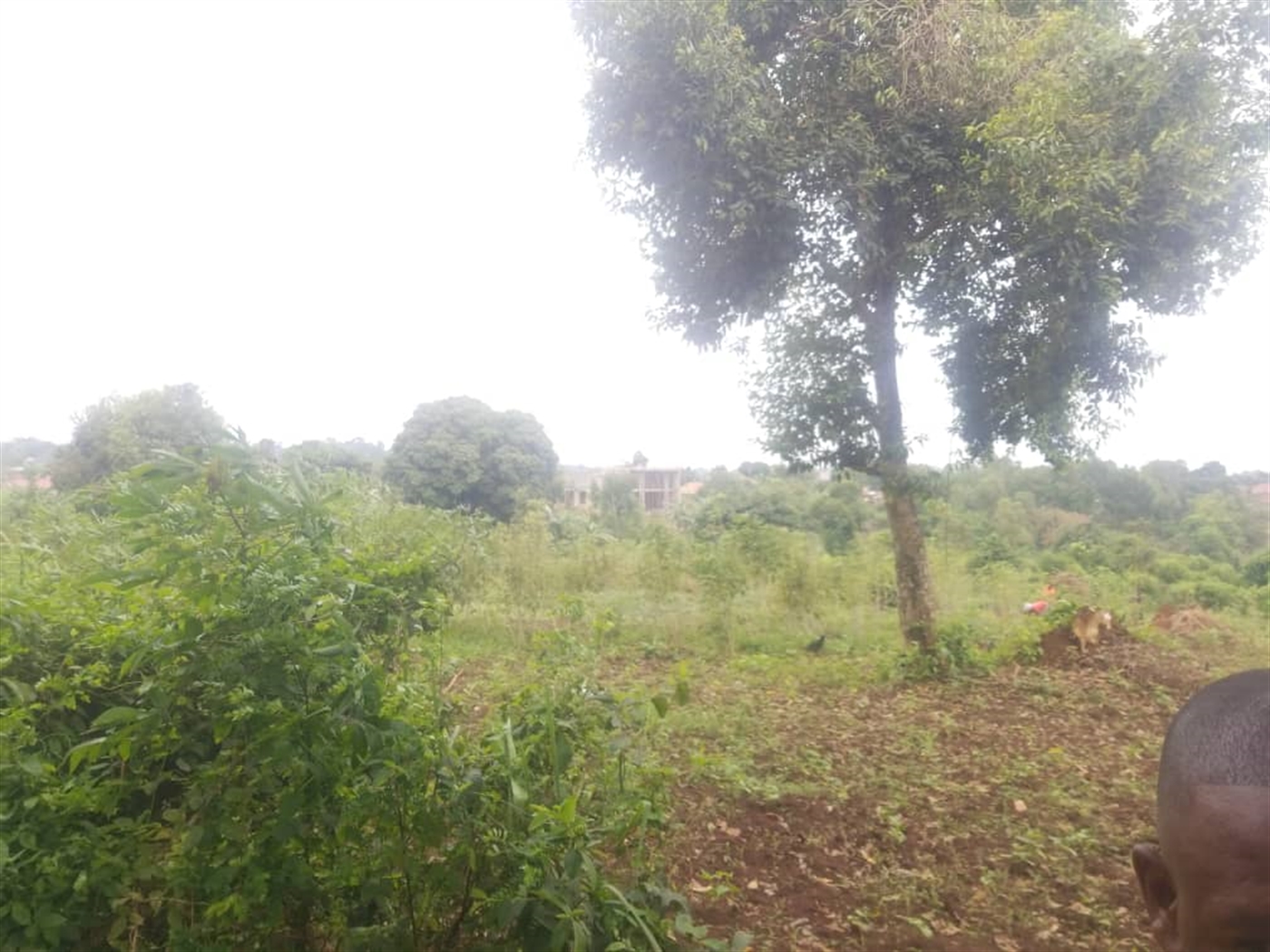 Residential land for sale in Massoli Wakiso Uganda