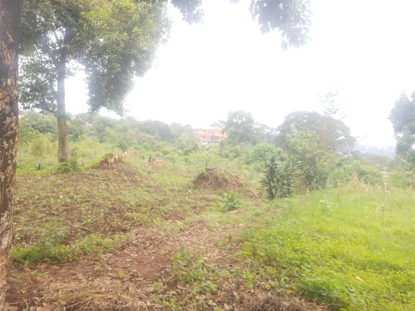 Residential land for sale in Massoli Wakiso Uganda