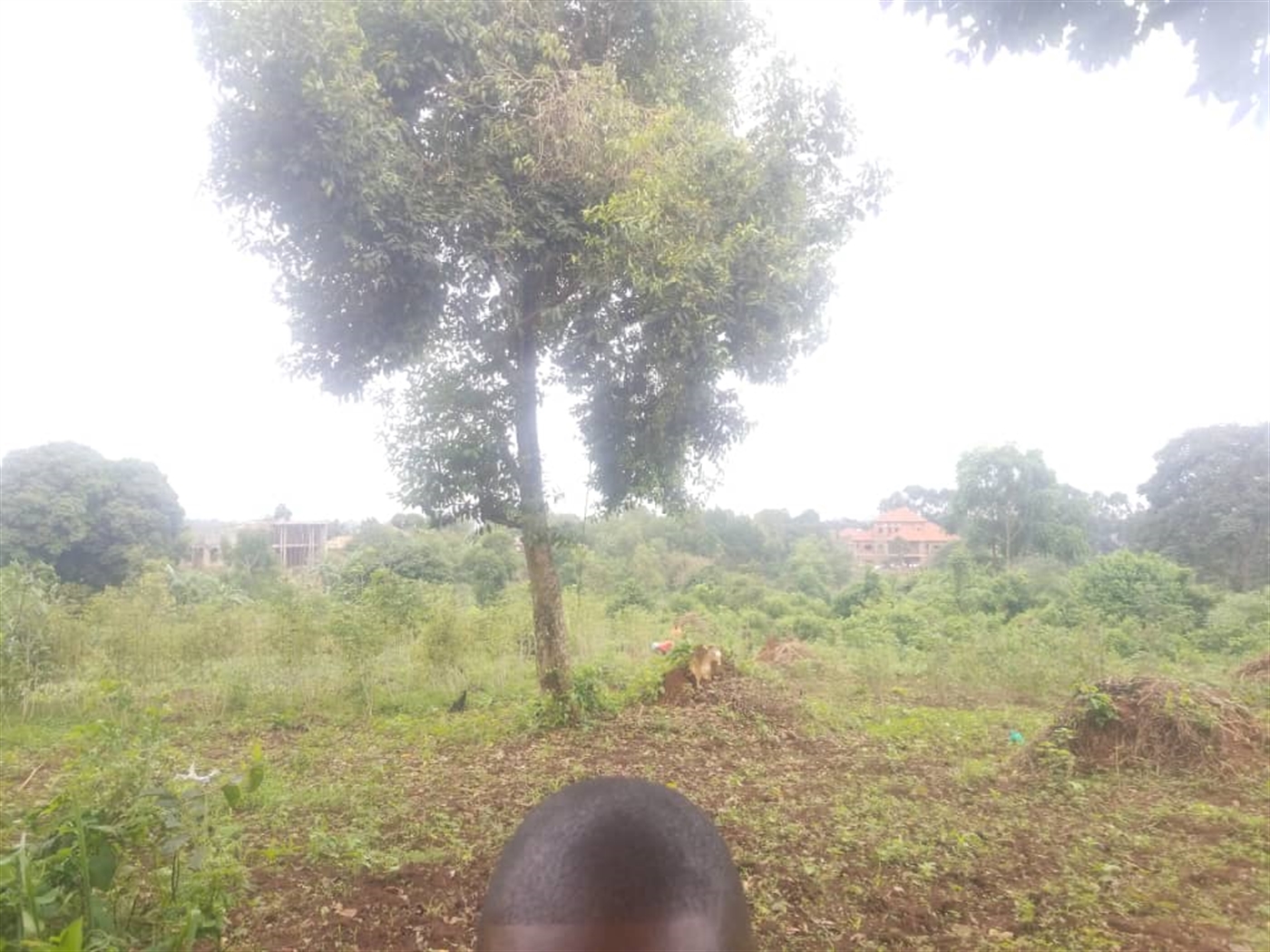 Residential land for sale in Massoli Wakiso Uganda