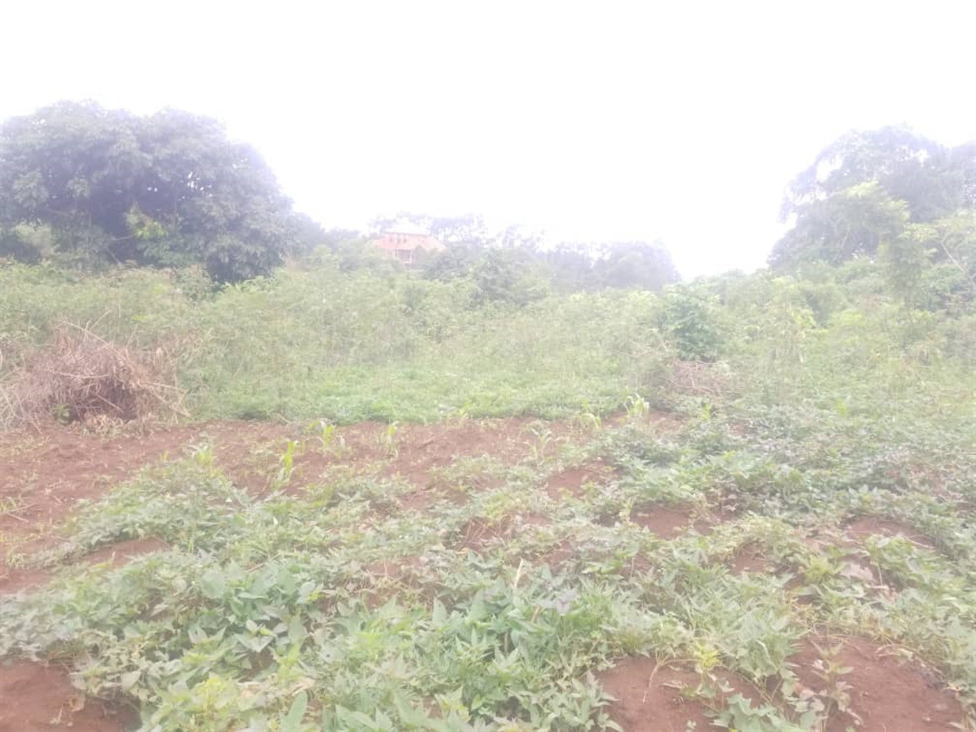 Residential land for sale in Massoli Wakiso Uganda