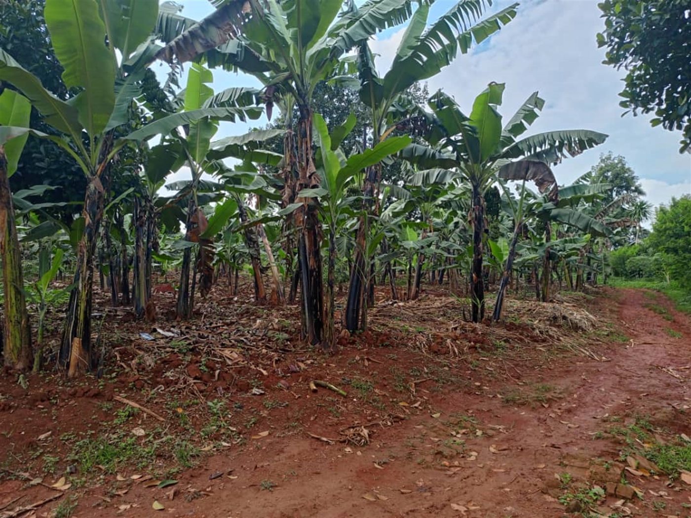 Residential land for sale in Mubango Wakiso Uganda