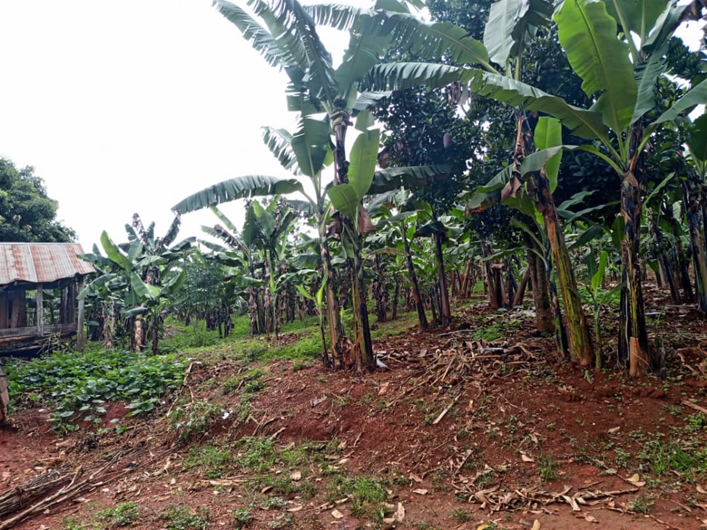 Residential land for sale in Mubango Wakiso Uganda