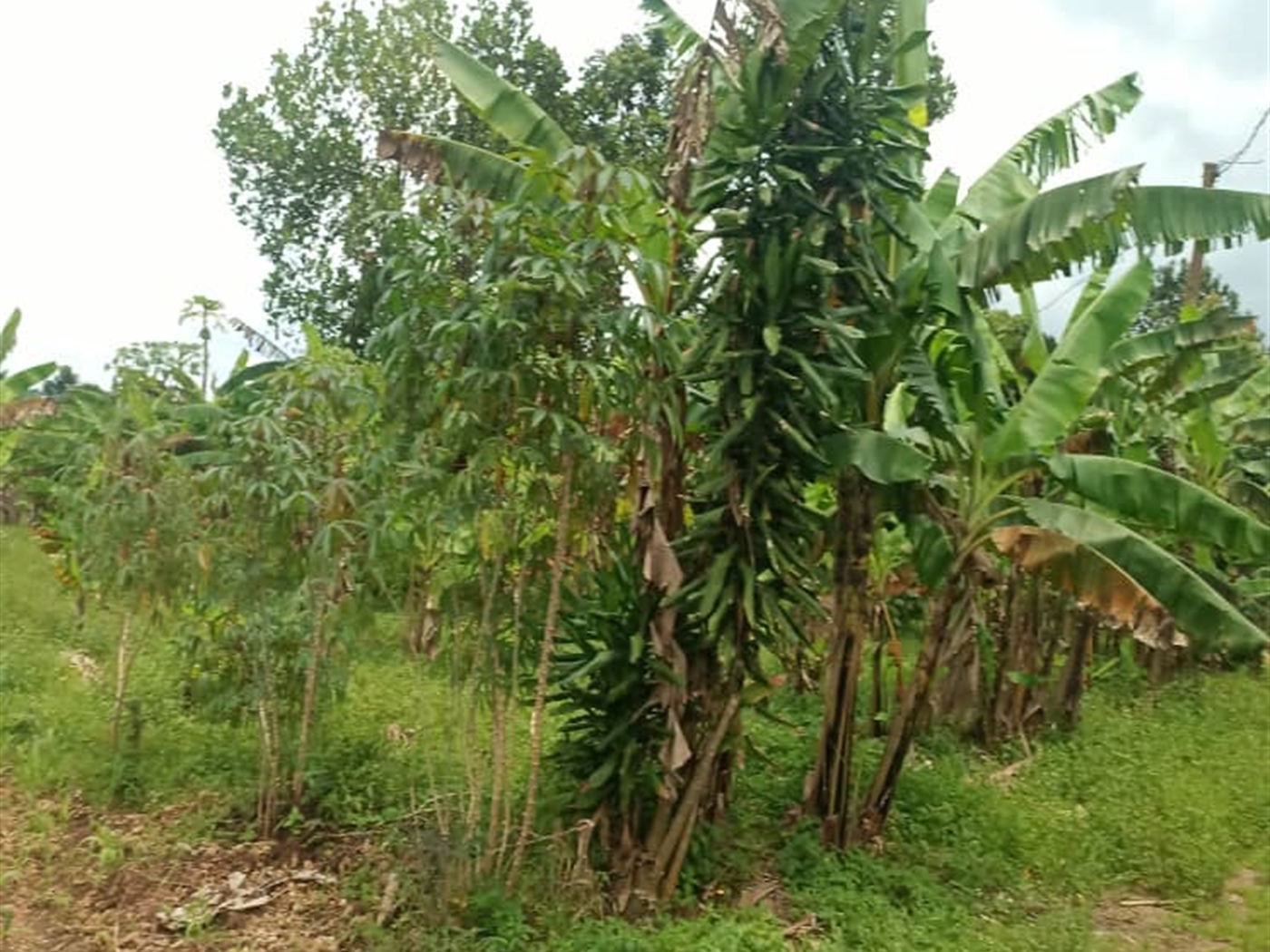 Residential land for sale in Mende Wakiso Uganda