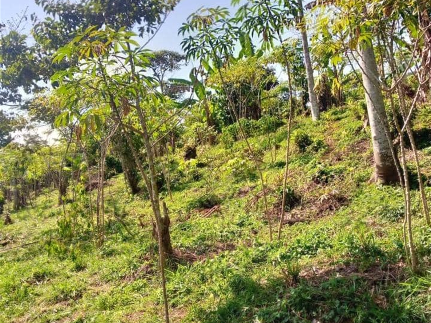 Residential land for sale in Nansagazi Jinja Uganda