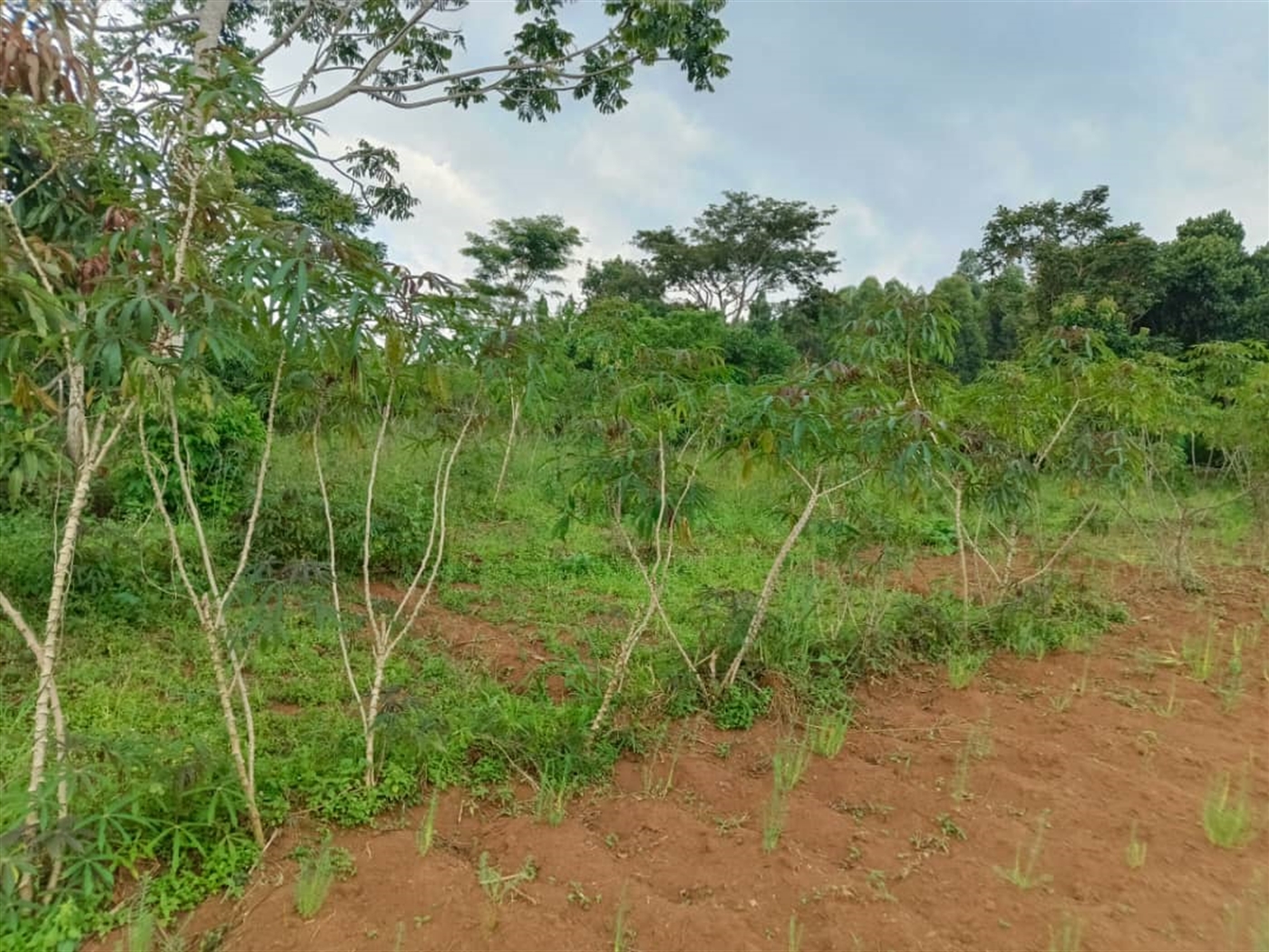 Residential land for sale in Katosi Mukono Uganda