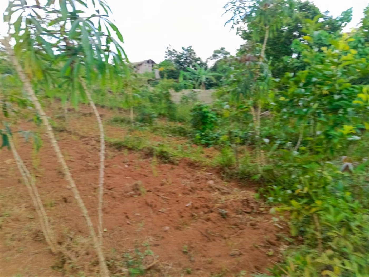 Residential land for sale in Katosi Mukono Uganda