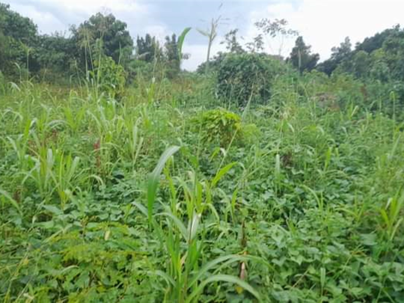 Residential land for sale in Kassanda Mityana Uganda