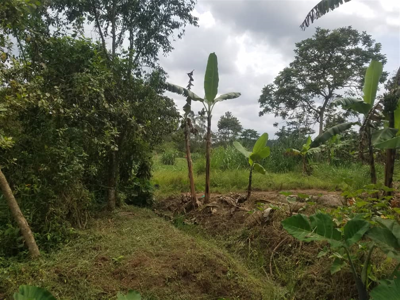 Residential land for sale in Kasangati Wakiso Uganda