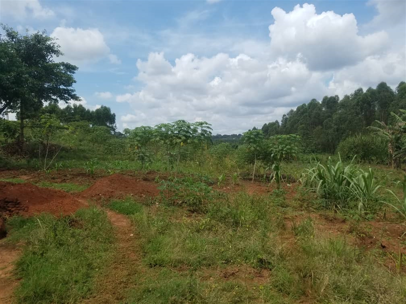 Residential land for sale in Kasangati Wakiso Uganda