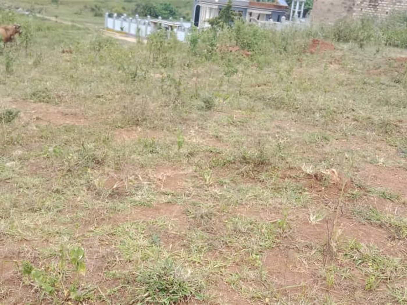 Residential land for sale in Janyi Wakiso Uganda