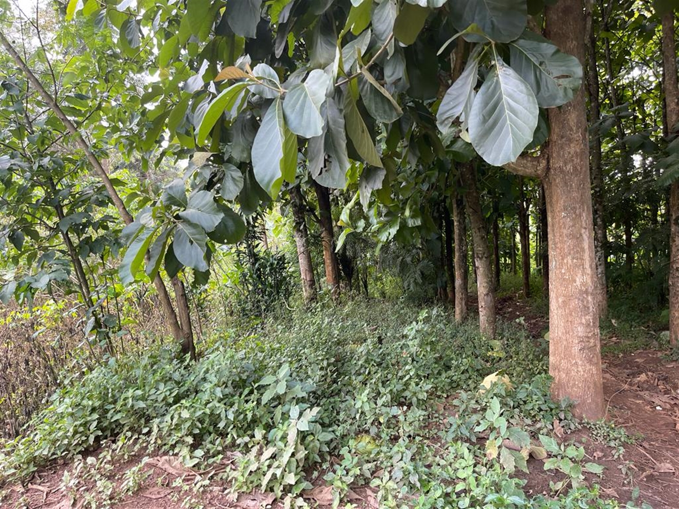 Commercial land for sale in Bombo Luweero Uganda