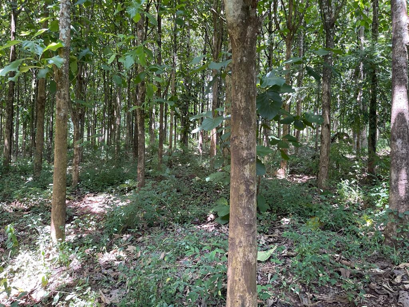 Commercial land for sale in Bombo Luweero Uganda
