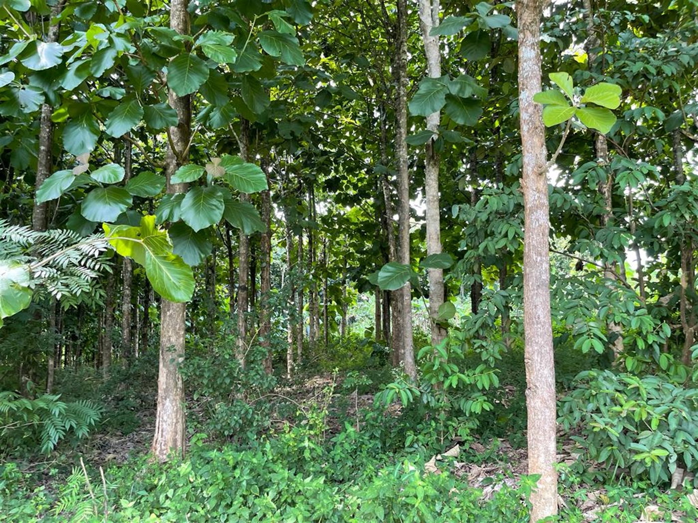 Commercial land for sale in Bombo Luweero Uganda
