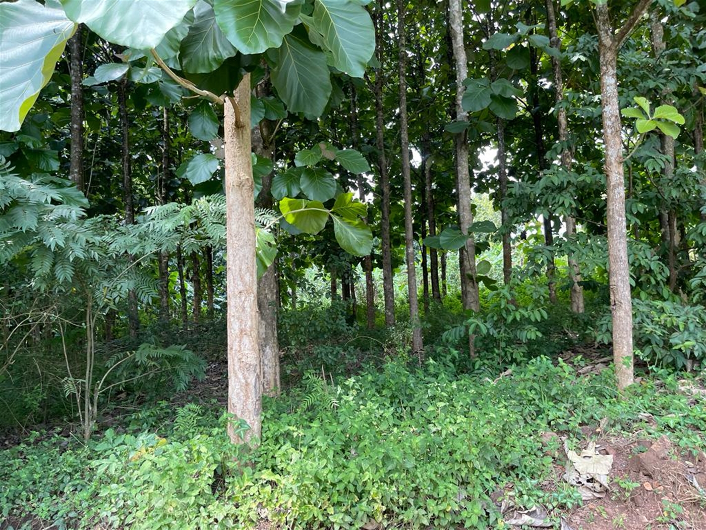 Commercial land for sale in Bombo Luweero Uganda
