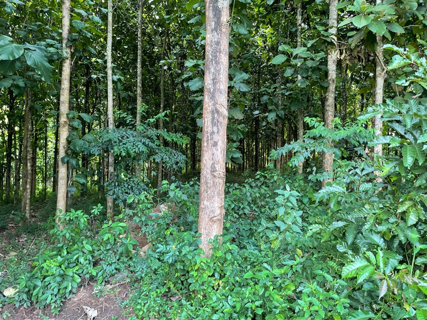 Commercial land for sale in Bombo Luweero Uganda