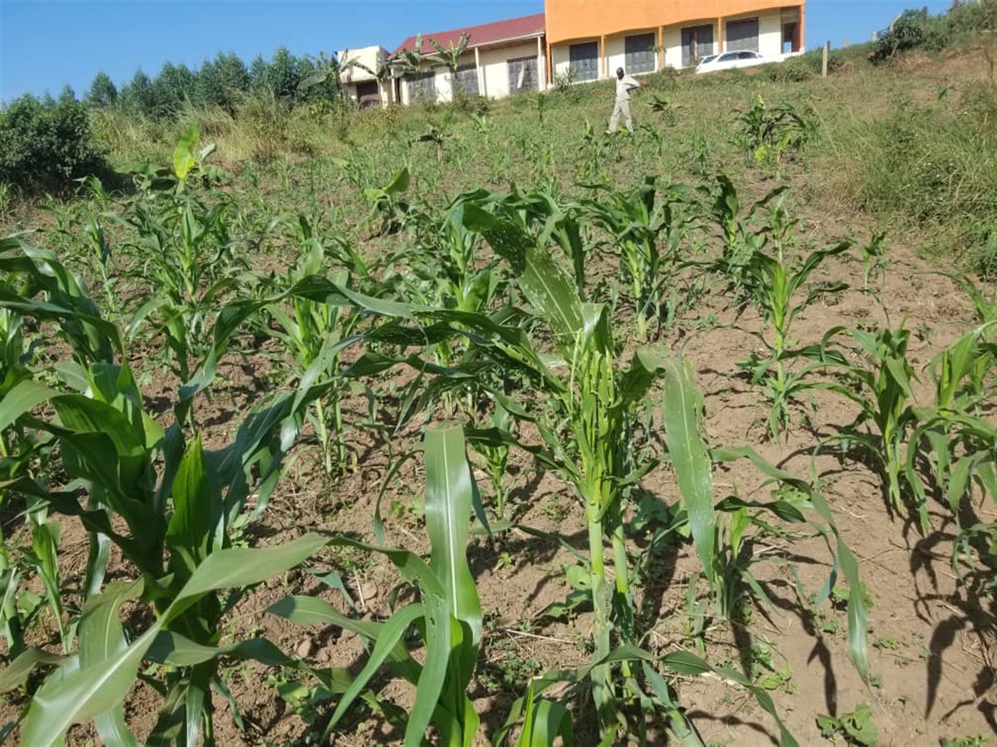 Commercial land for sale in Bujuuko Wakiso Uganda
