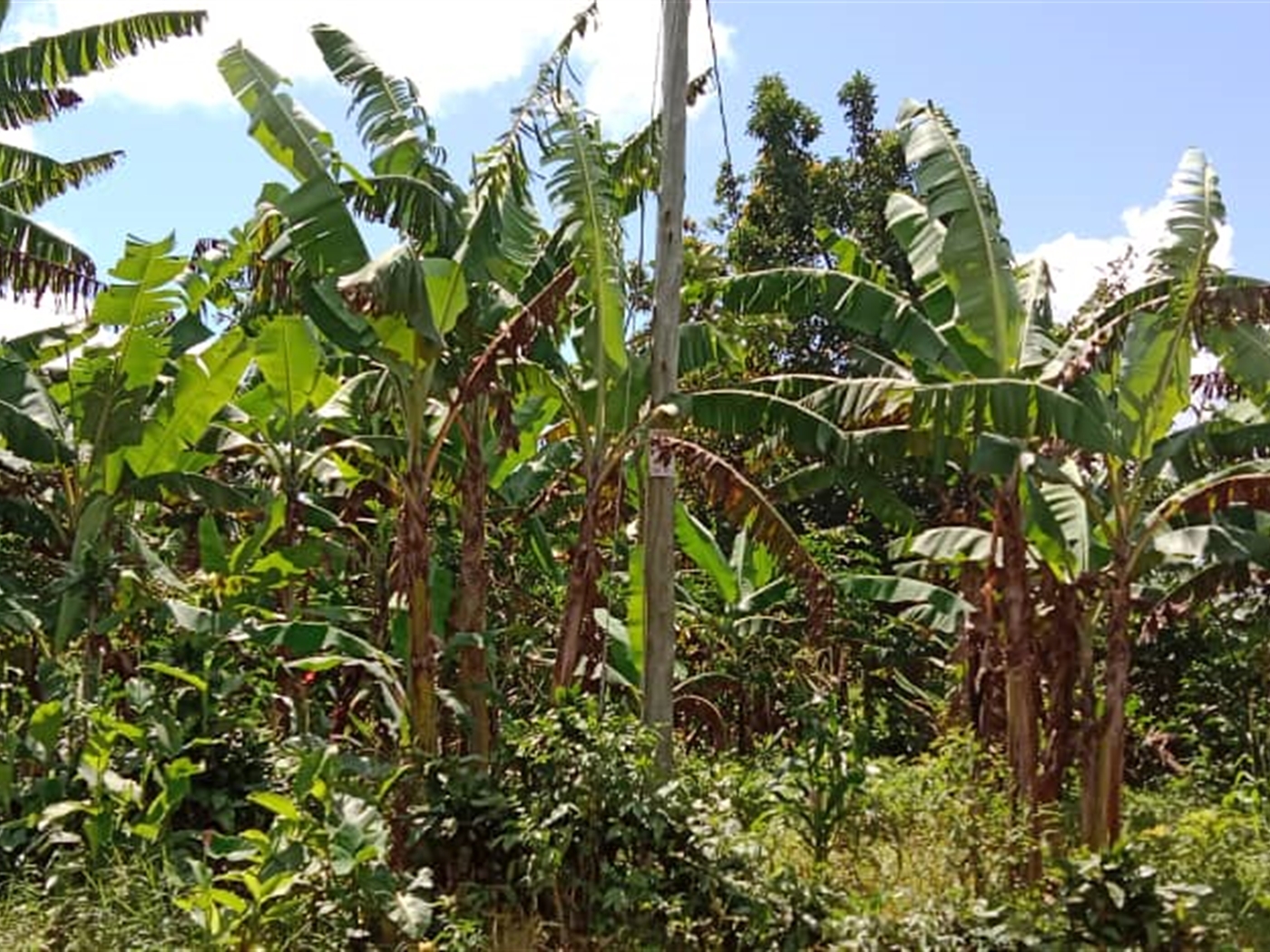 Agricultural land for sale in Kasanjje Wakiso Uganda
