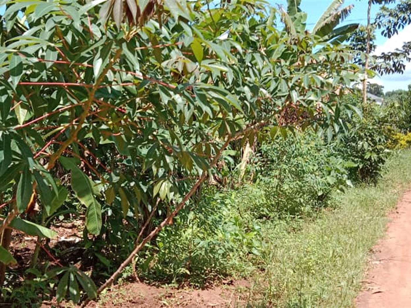 Agricultural land for sale in Kasanjje Wakiso Uganda