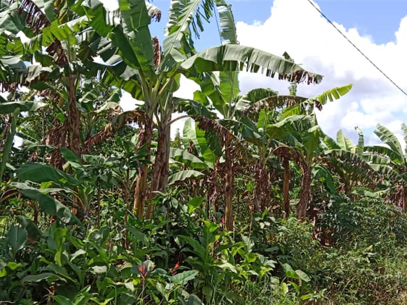 Agricultural land for sale in Kasanjje Wakiso Ugan...