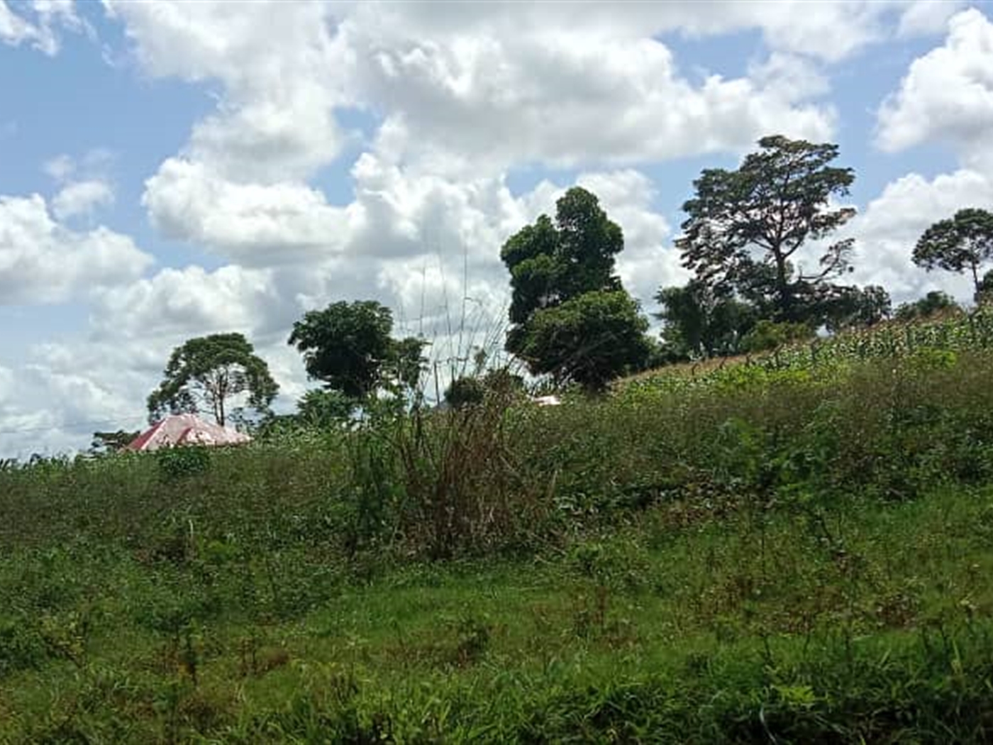 Agricultural land for sale in Kasanjje Wakiso Uganda