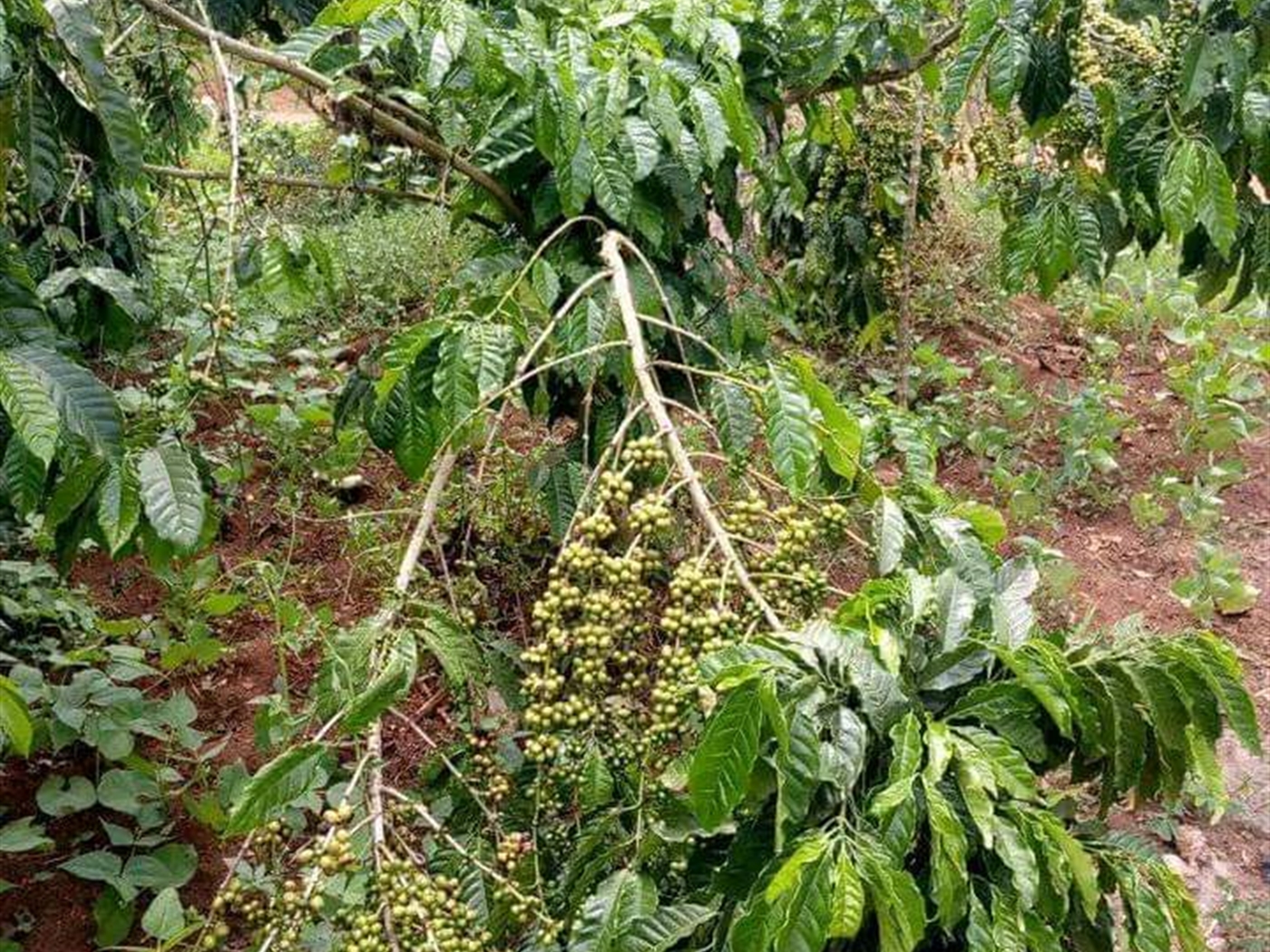 Agricultural land for sale in Kikyuusa Luweero Uganda