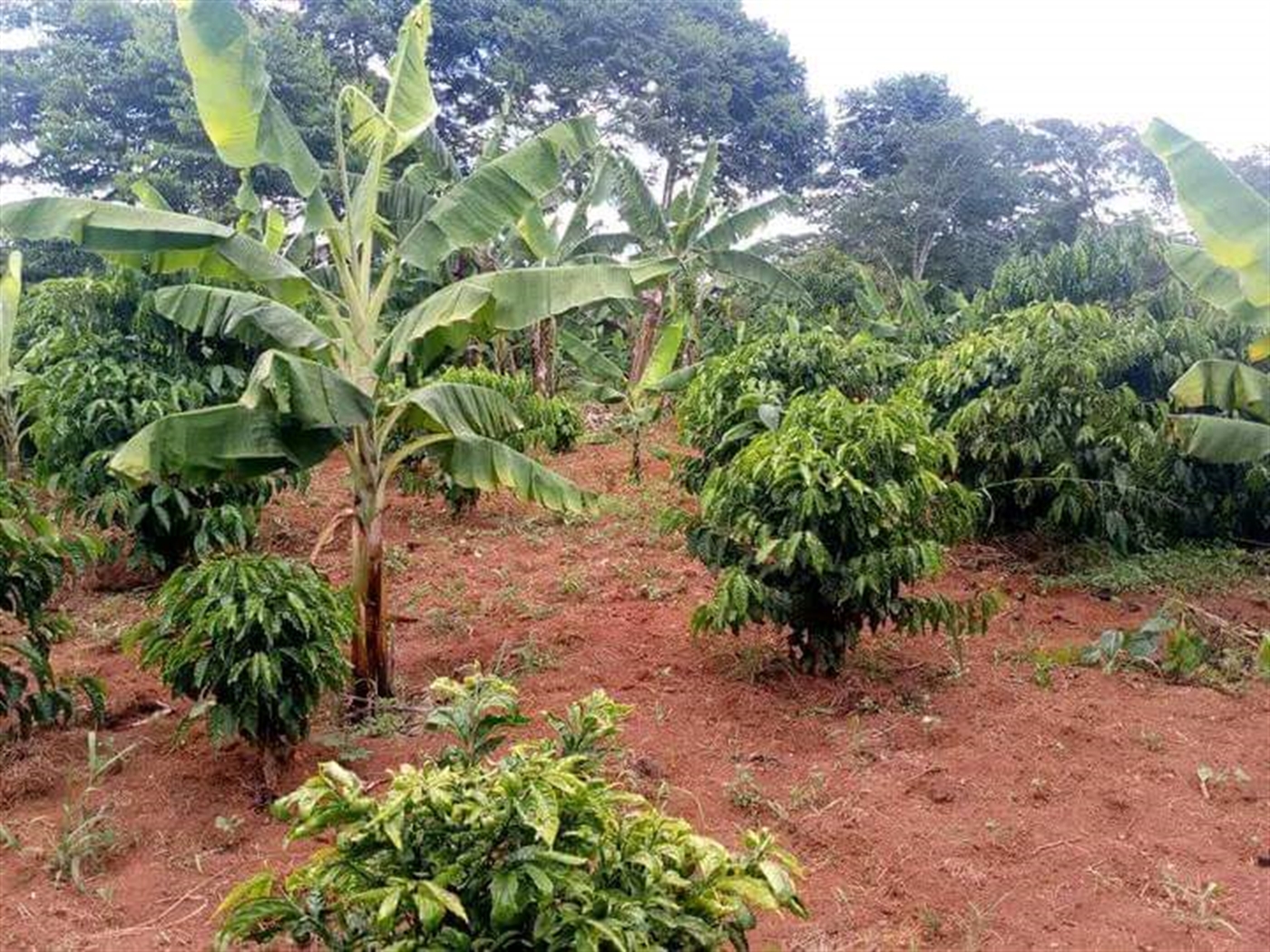 Agricultural land for sale in Kikyuusa Luweero Uganda