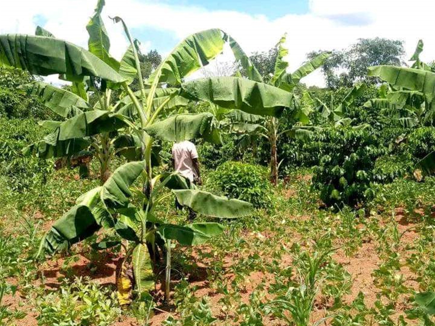 Agricultural land for sale in Kikyuusa Luweero Uganda
