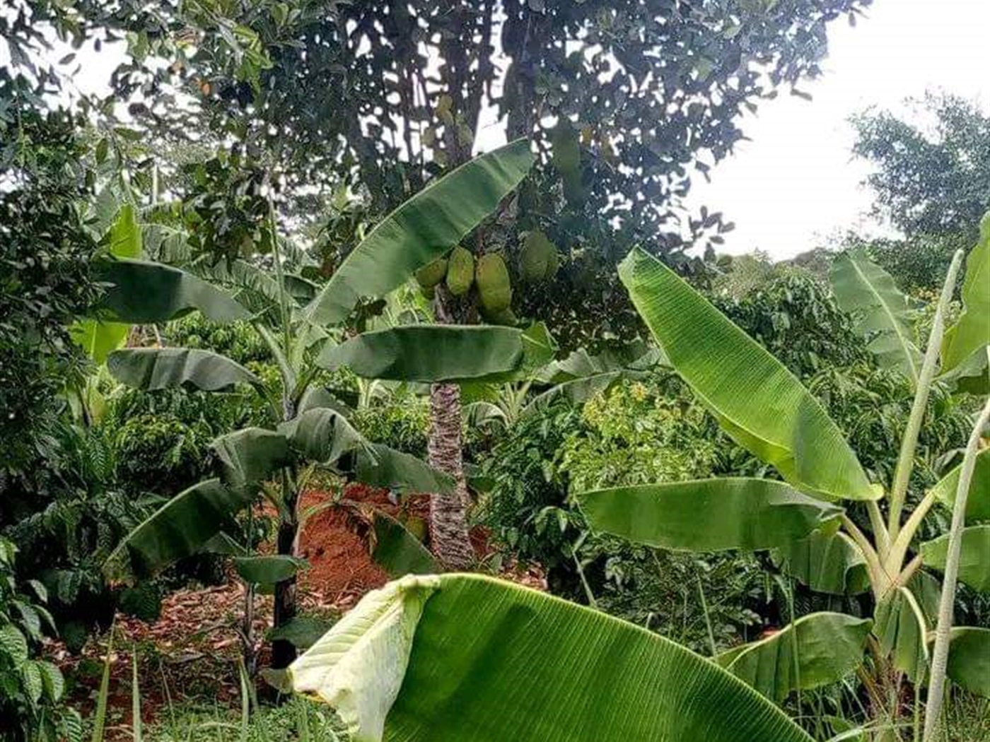 Agricultural land for sale in Kikyuusa Luweero Uganda