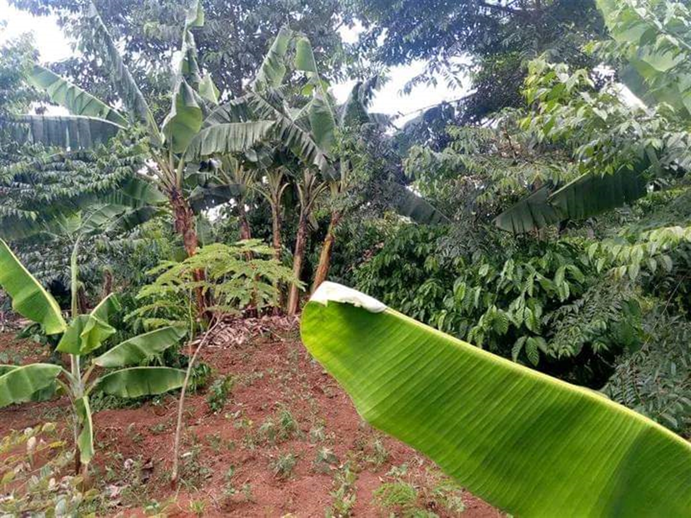 Agricultural land for sale in Kikyuusa Luweero Uganda