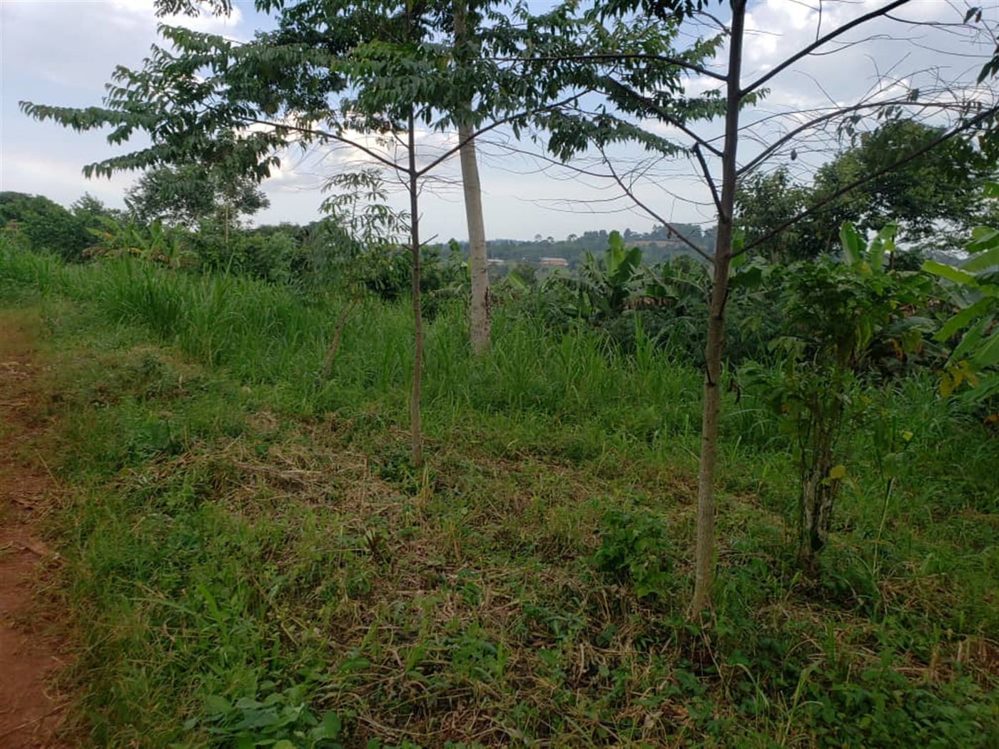 Agricultural land for sale in Lugazi Wakiso Uganda