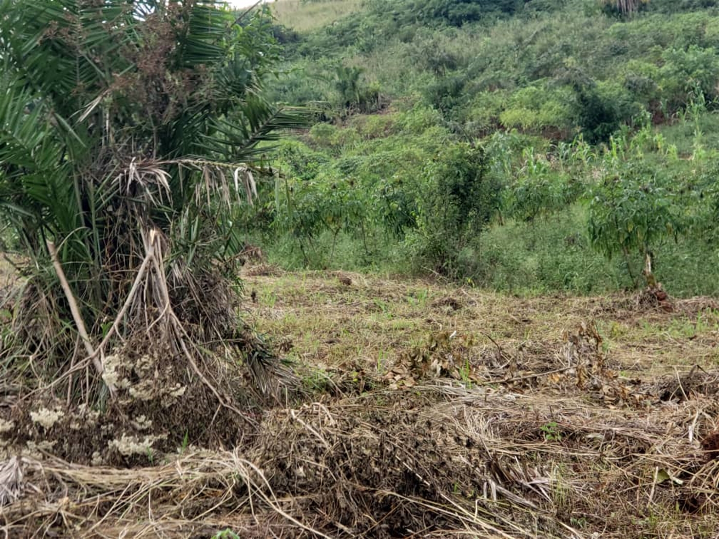 Agricultural land for sale in Lugazi Wakiso Uganda