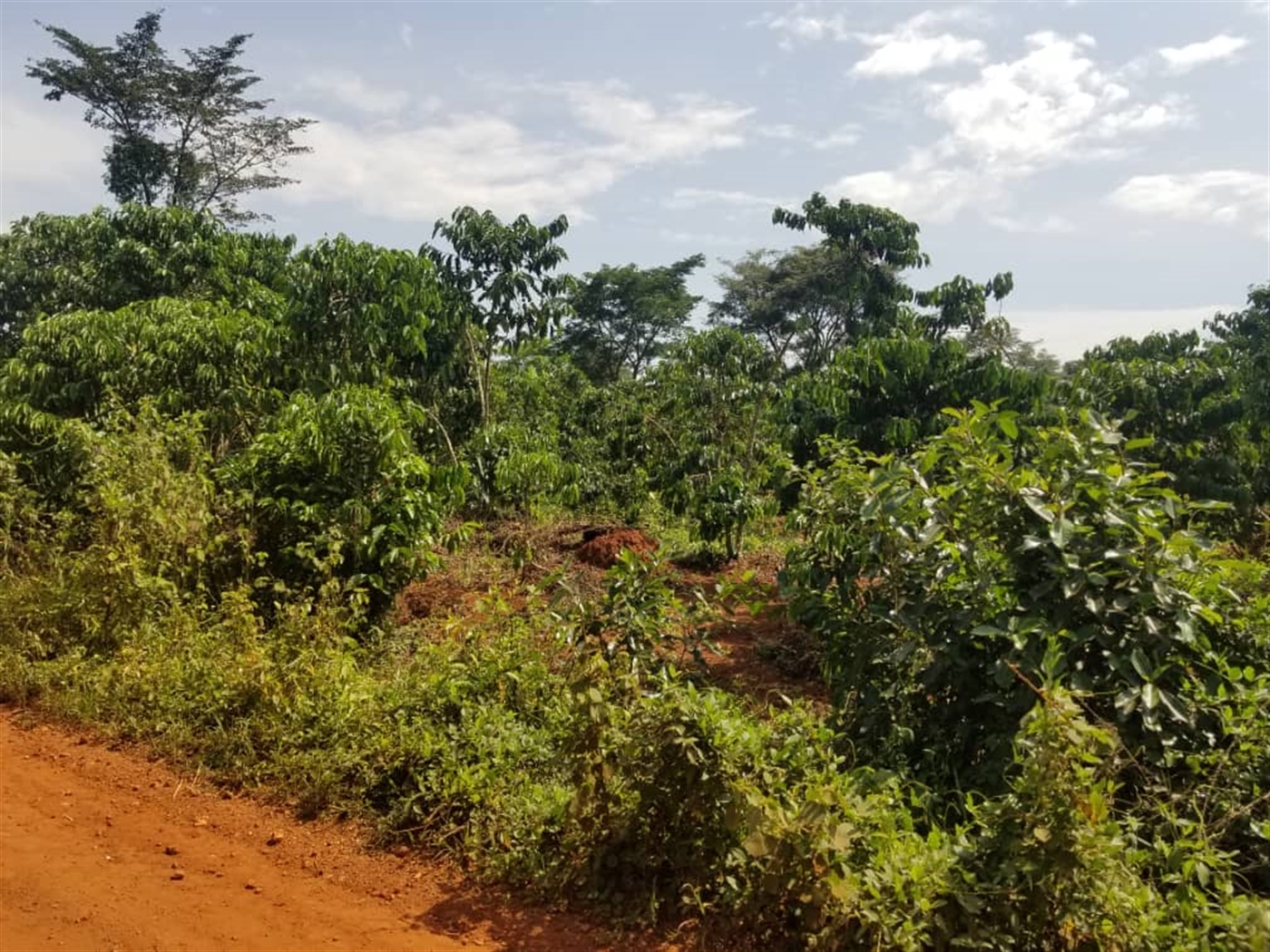 Agricultural land for sale in Wobulenzi Luweero Uganda
